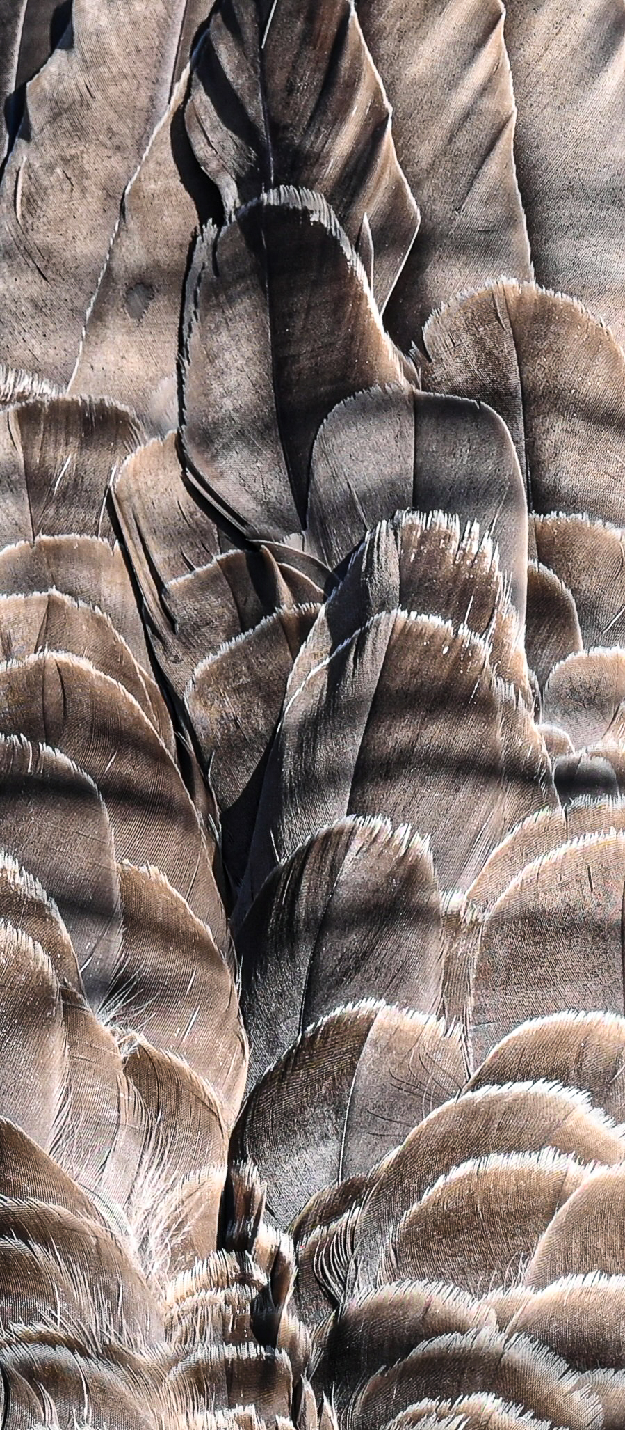 Nature photograph by Daniela Salvage